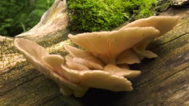 Ağaçta inci istiridye mantarı.