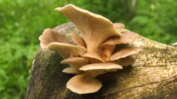 树上的珍珠牡蛎蘑菇 — 图库视频影像