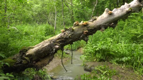 Fungo Ostrica Perla Sull Albero — Video Stock