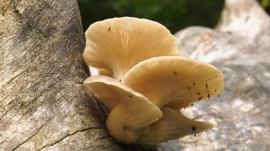 Ağaçta inci istiridye mantarı.