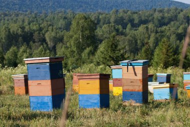 Dağ apiary. Apiary içinde kurdeşen.