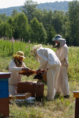 Dağ apiary. Arıcılar iş başında.