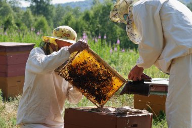 Dağ apiary. Arıcılar iş başında.