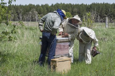 Dağ apiary. Arıcılar iş başında.
