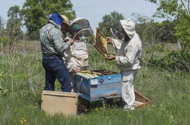 Dağ apiary. Arıcılar iş başında.