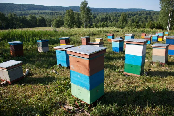 Mountain Apiary Hives Apiary — Stock Photo, Image