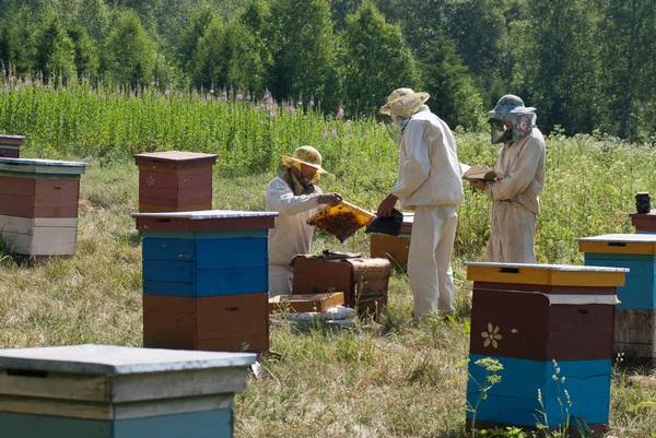 Apiario Montagna Apicoltori Lavoro — Foto Stock