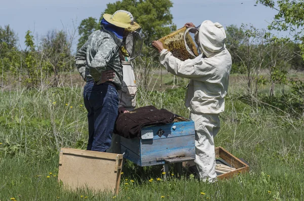 Mountain Apiary Beekeepers Work — Stock Photo, Image