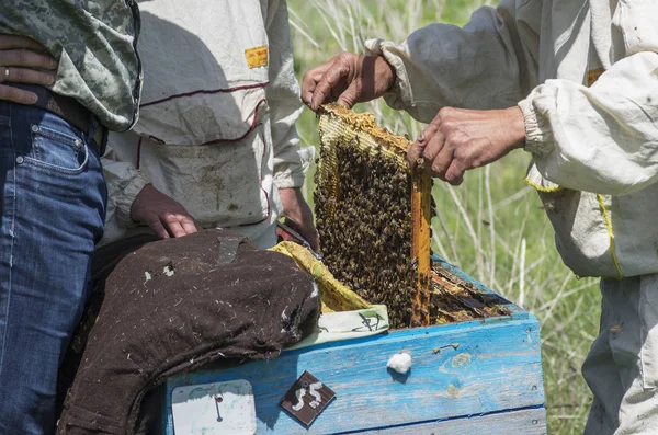 マウンテン アピアリー職場の養蜂家 — ストック写真