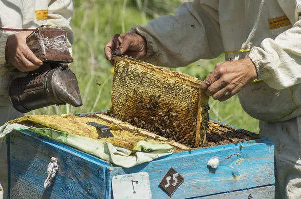 Dağ apiary. Arıcılar iş başında.