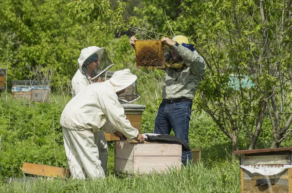 マウンテン アピアリー職場の養蜂家 — ストック写真