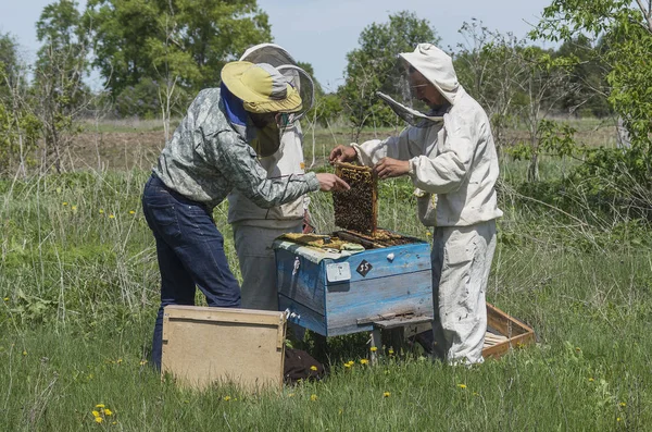 Apiario Montagna Apicoltori Lavoro — Foto Stock