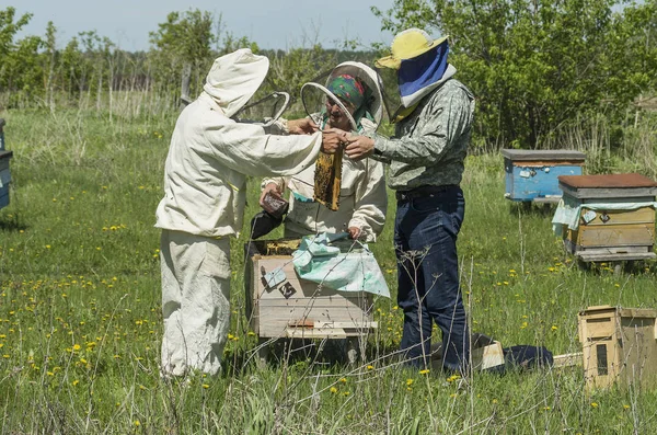 Hegyi Méhház Méhészek Munkában — Stock Fotó