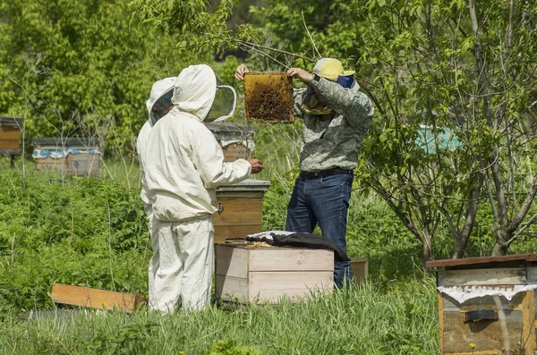 Hegyi Méhház Méhészek Munkában — Stock Fotó