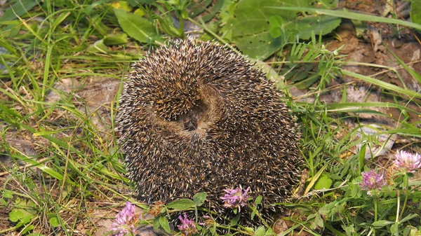 Bir kirpi bir topun içinde kıvrılmış.
