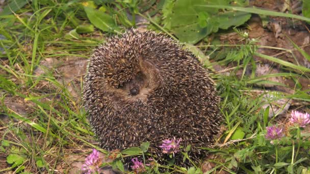 Hedgehog Curled Ball — Stock Video