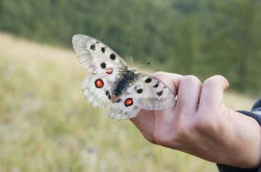 Parnassius apollo kelebeği elde.