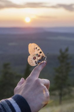Parnassius apollo kelebek gün batımı arka planda yandan.