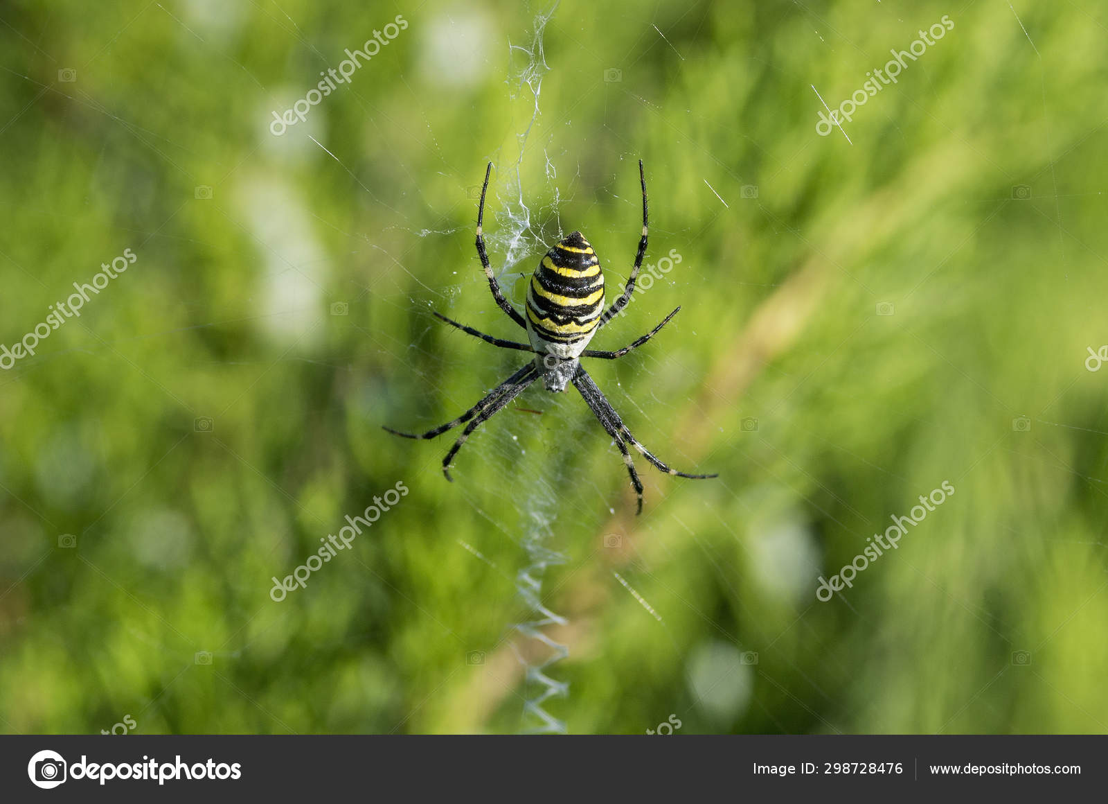 Poisonous Spider Argiope Bruennichi Wasp Spider Stock Photo