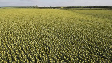 Olgun ayçiçeği tarlası. Havadan görünüm.