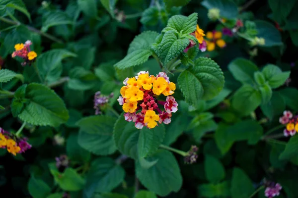 Lantana camara a plant of the Verbena family, a species of the genus Lanthanum. The plant is common in Colombia, Venezuela, Central America, Mexico, the Greater Antilles and the Bahamas.