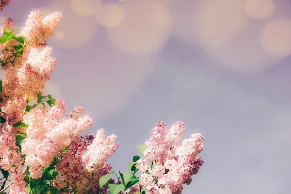 Gros Plan Buissons Florissants Fleurs Lilas Contre Ciel Bleu — Photo