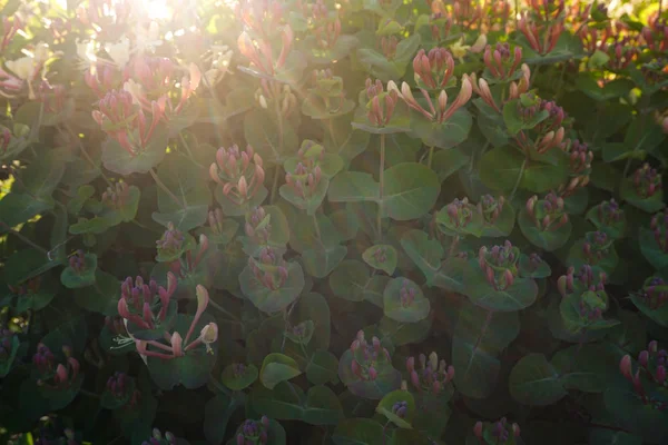 Est Coup Fleur Lonicera Dans Mon Jardin Par Jour Ensoleillé — Photo