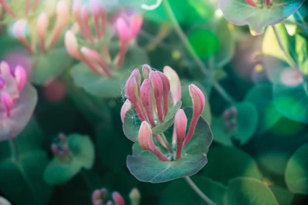 Est Coup Fleur Lonicera Dans Mon Jardin Par Jour Ensoleillé — Photo