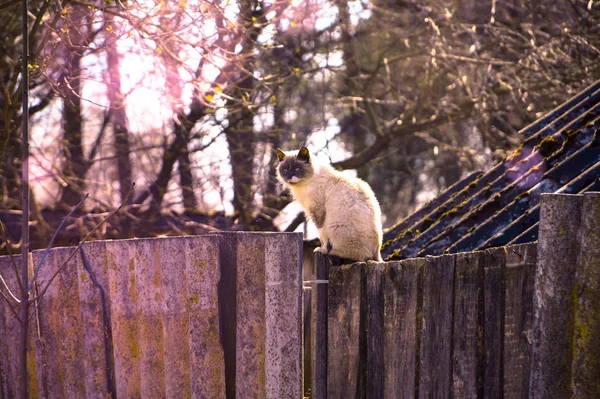 Eine Graue Katze Sitzt Auf Einem Zaun Auf Der Straße — Stockfoto
