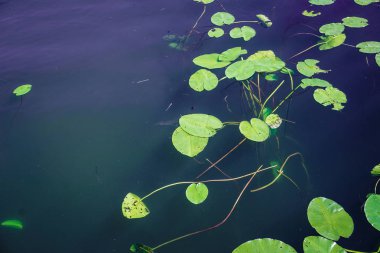 bir su birikintisi lily pad bir sürü yaprakları