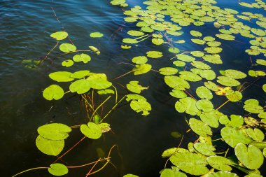 bir su birikintisi lily pad bir sürü yaprakları