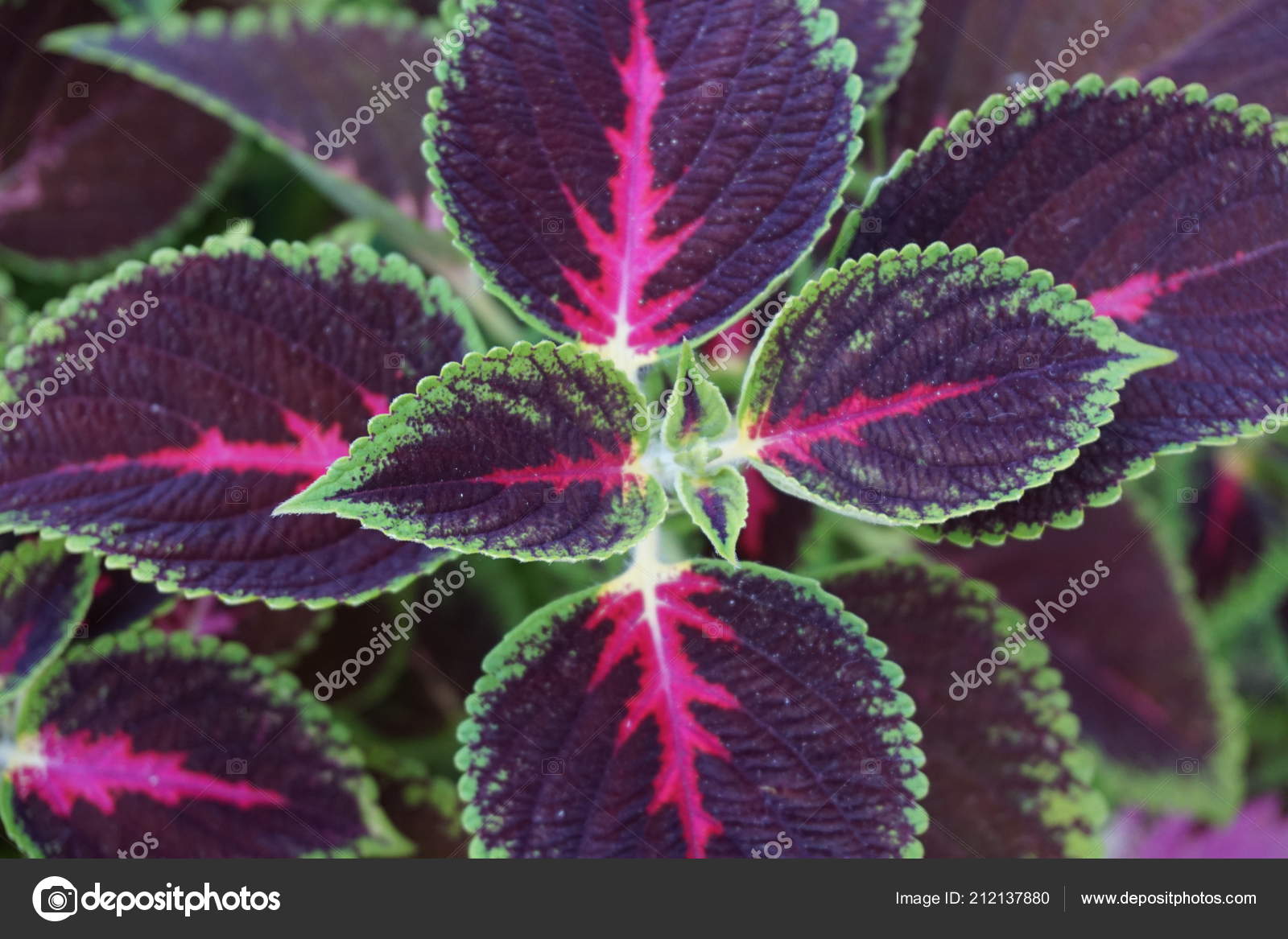 Flower Koleus Close Up Ground Cover Floral Carpet Of Red Leaves