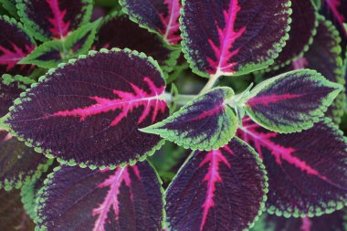 Çiçek koleus yakın çekim. Bahçe koleus kırmızı yaprakları çiçek halı zemin örtüsü. Dekoratif yaprak Bahçe bitkileri ile doğa sahne. Vintage yaz çiçek arka plan güzel bahçe