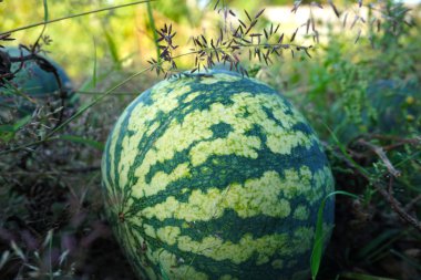 kavun olgun karpuz yaz aylarında yığınları alanıyla