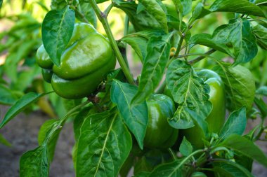 bahçede büyüyen kırmızı ve yeşil biber