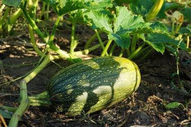 Squash Matures bahçe yatak üzerinde