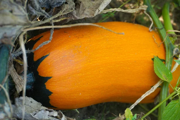 Squash amadurece nas camas no jardim — Fotografia de Stock