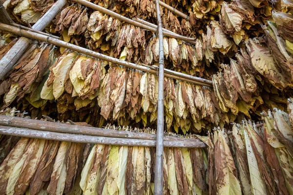 Bladen Torkad Tobak Bota Växten — Stockfoto