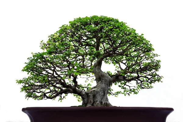 Árbol Bonsái Una Olla Sobre Fondo Blanco — Foto de Stock