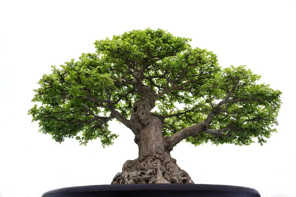 Bonsai Träd Kruka Vit Bakgrund — Stockfoto