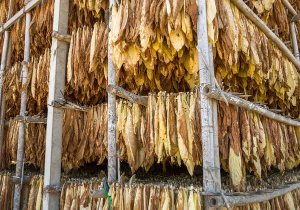 Bladen Torkad Tobak Bota Växten — Stockfoto