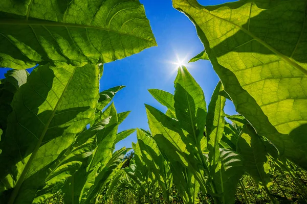 Tabaco Plantado Fazenda Dia Azul Brilhante — Fotografia de Stock