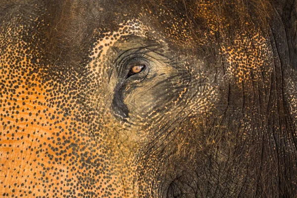 Texture Des Yeux Peau Éléphant Asie — Photo