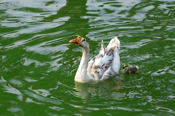 Madre Ganso Gosling Baño Agua Del Estanque — Foto de Stock