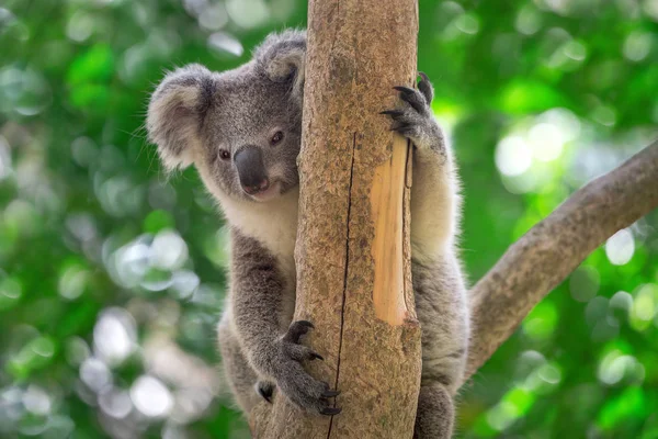 Koala Baby Está Sentado Árbol — Foto de Stock
