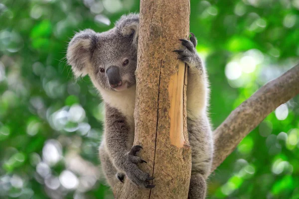 Koala bebek ağaçta oturuyor.