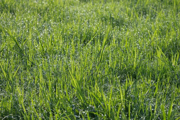 Rincian Rumput Dengan Tetes Air — Stok Foto