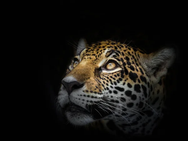 Arc Leopard Bámulta Áldozat — Stock Fotó