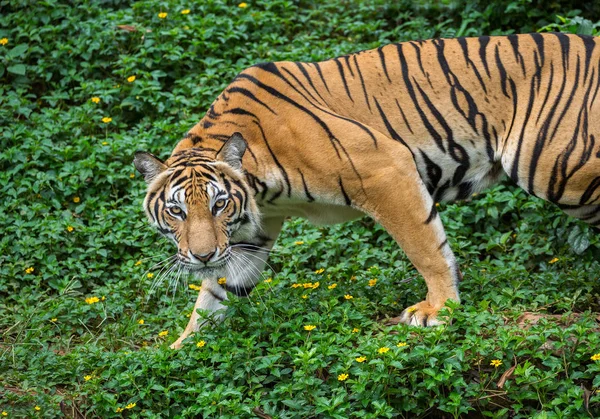 アジアの虎は 自然な雰囲気の中で獲物を見ています — ストック写真