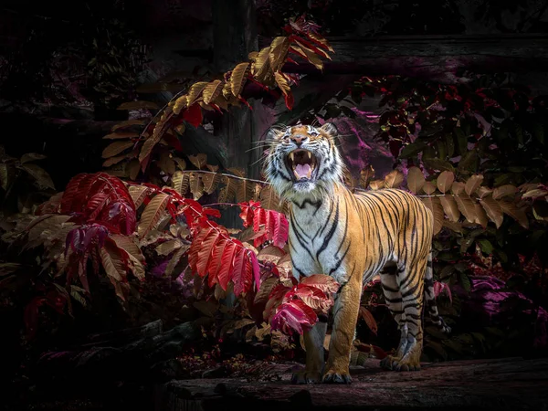 Asiatische Tiger Beobachten Die Beute Der Natürlichen Atmosphäre — Stockfoto